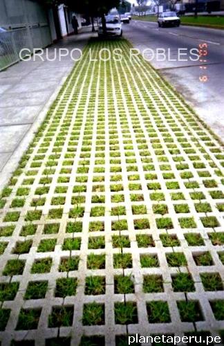 Vendo Grass Americano En Esquejes en Miraflores: teléfono