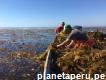 Vendo algas marinas frescas y secas desidratado