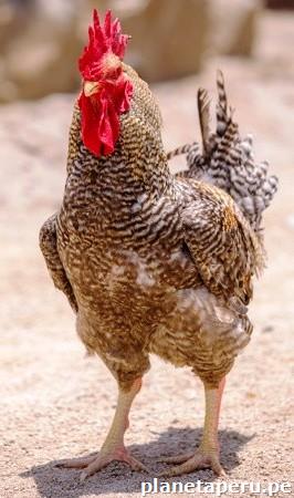 Venta De Pollo Bebe Criollo Mejorado En Trujillo Telefono Huanchaco Trujillo Trujillo