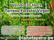 Terreno Forestal Virgen de 30 hect. Titulado