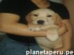Labrador Retriever cachorros de dos meses hembras 945314588