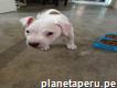 Hermoso Cachorro Pitbull